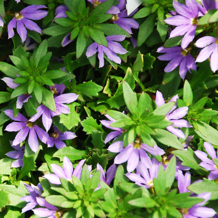 Fan Flower