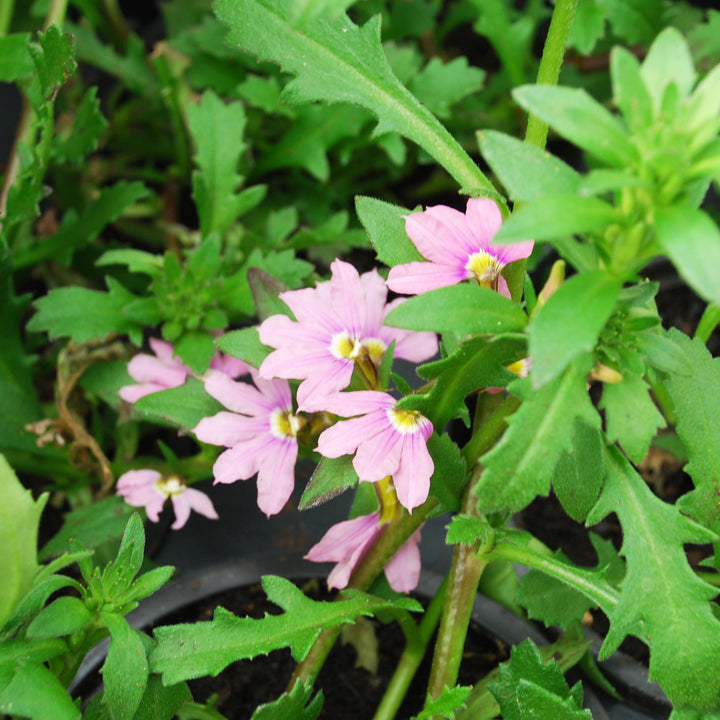 Fan Flower
