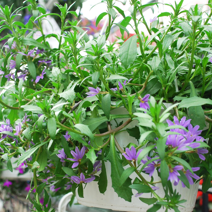Fan Flower
