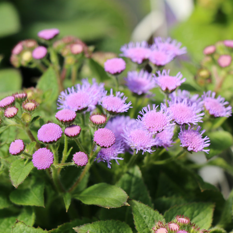 Floss Flower