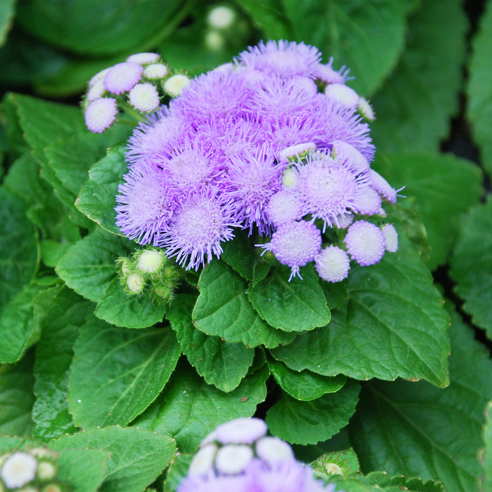 Floss Flower
