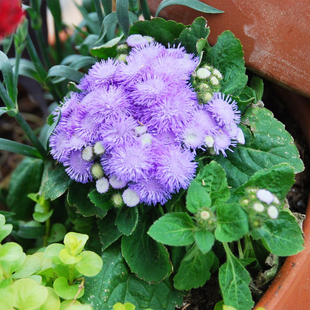 Floss Flower