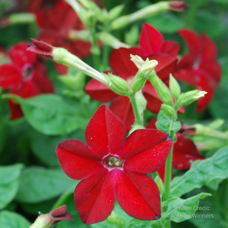 Flowering Tobacco