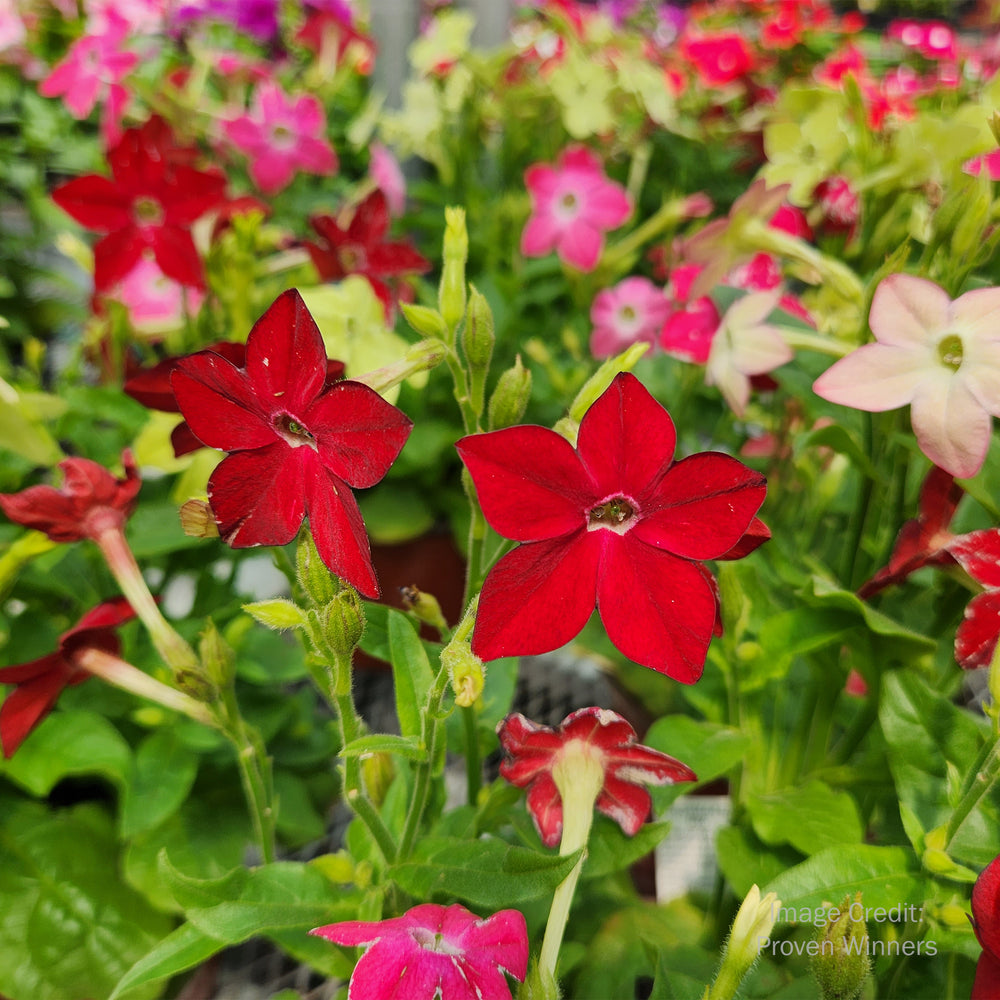 Flowering Tobacco