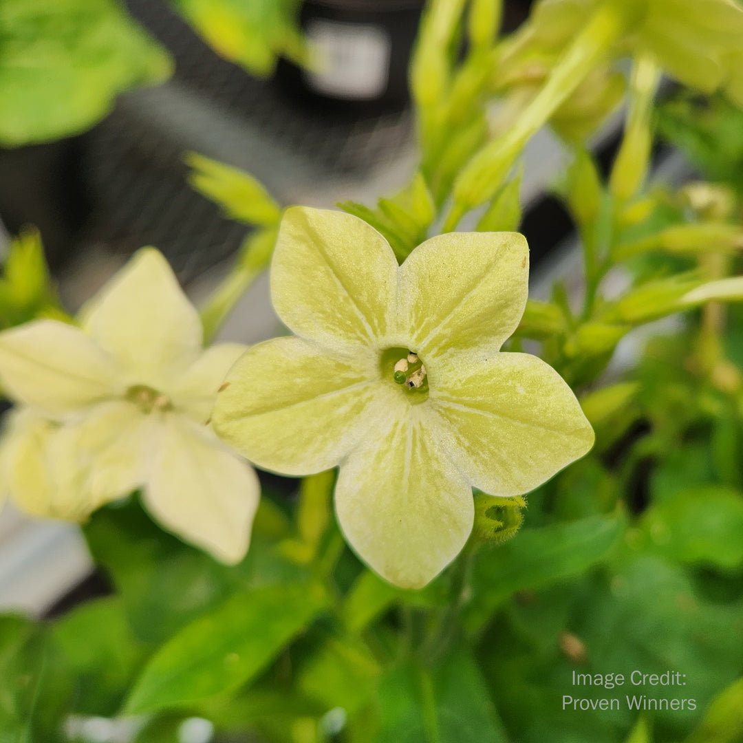 Flowering Tobacco