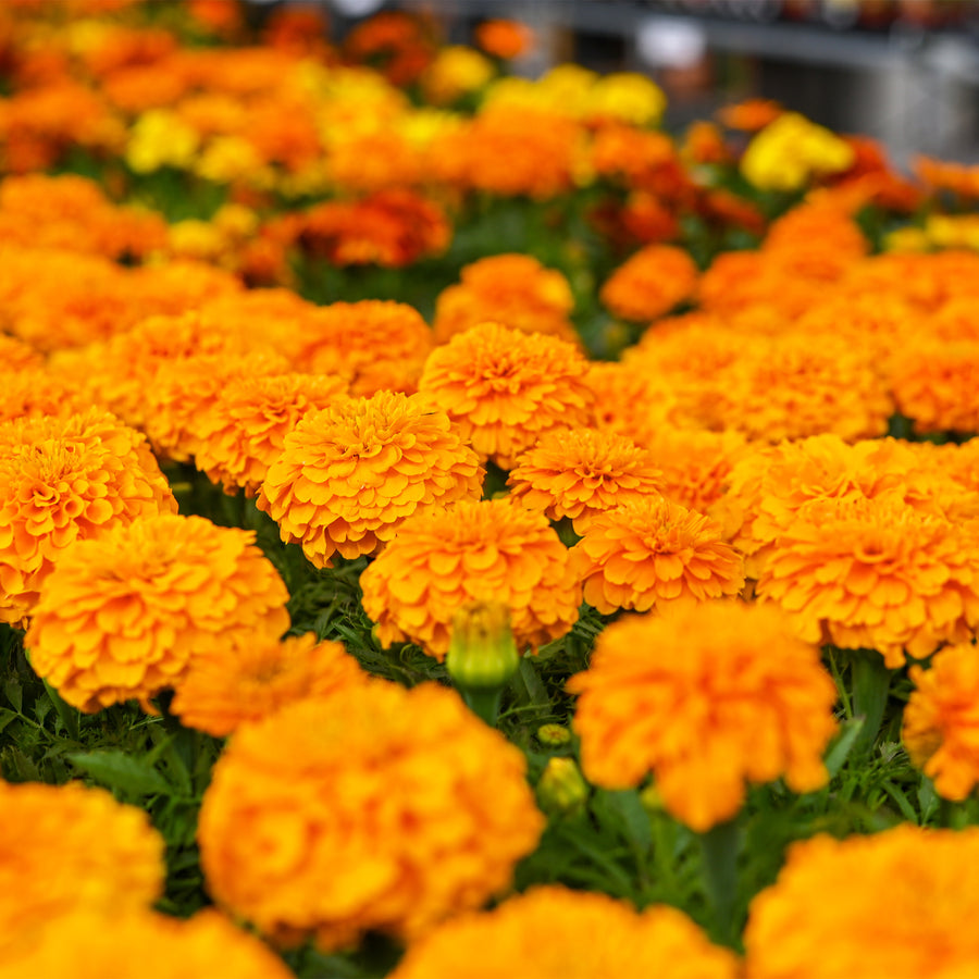 Marigold