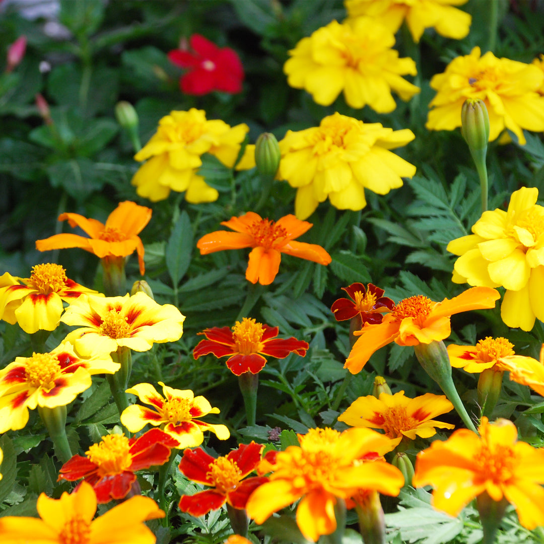 Marigold