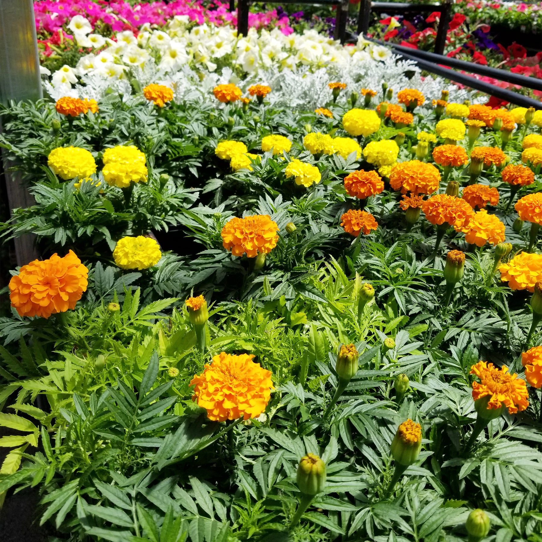 Marigold – Gasper Home & Garden