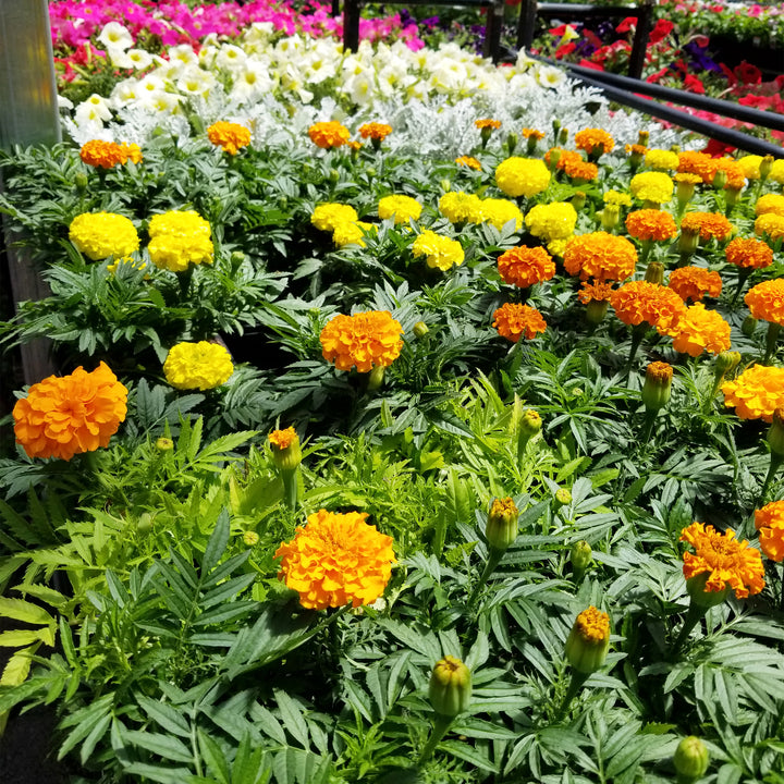 Marigold
