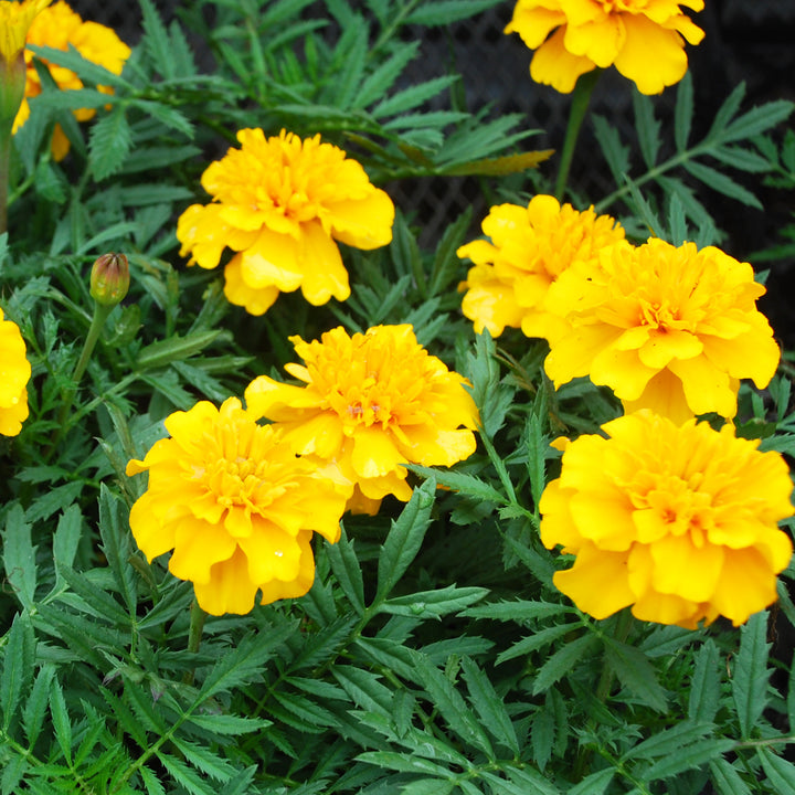 Marigold