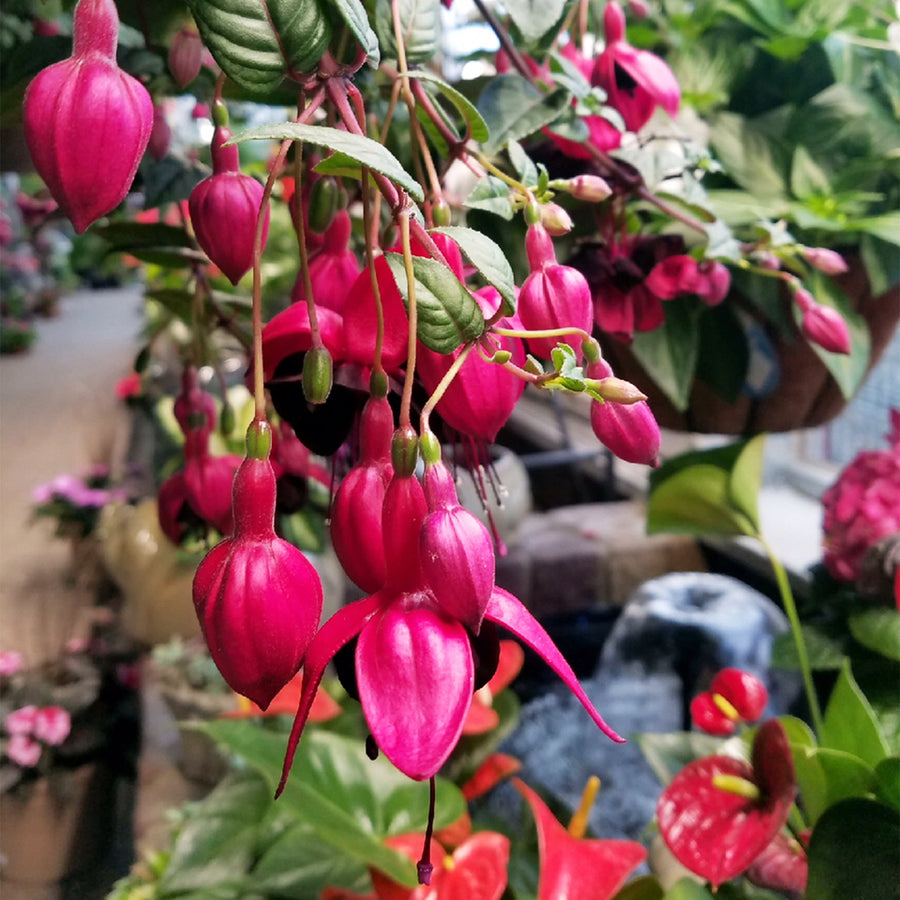 Fuchsia