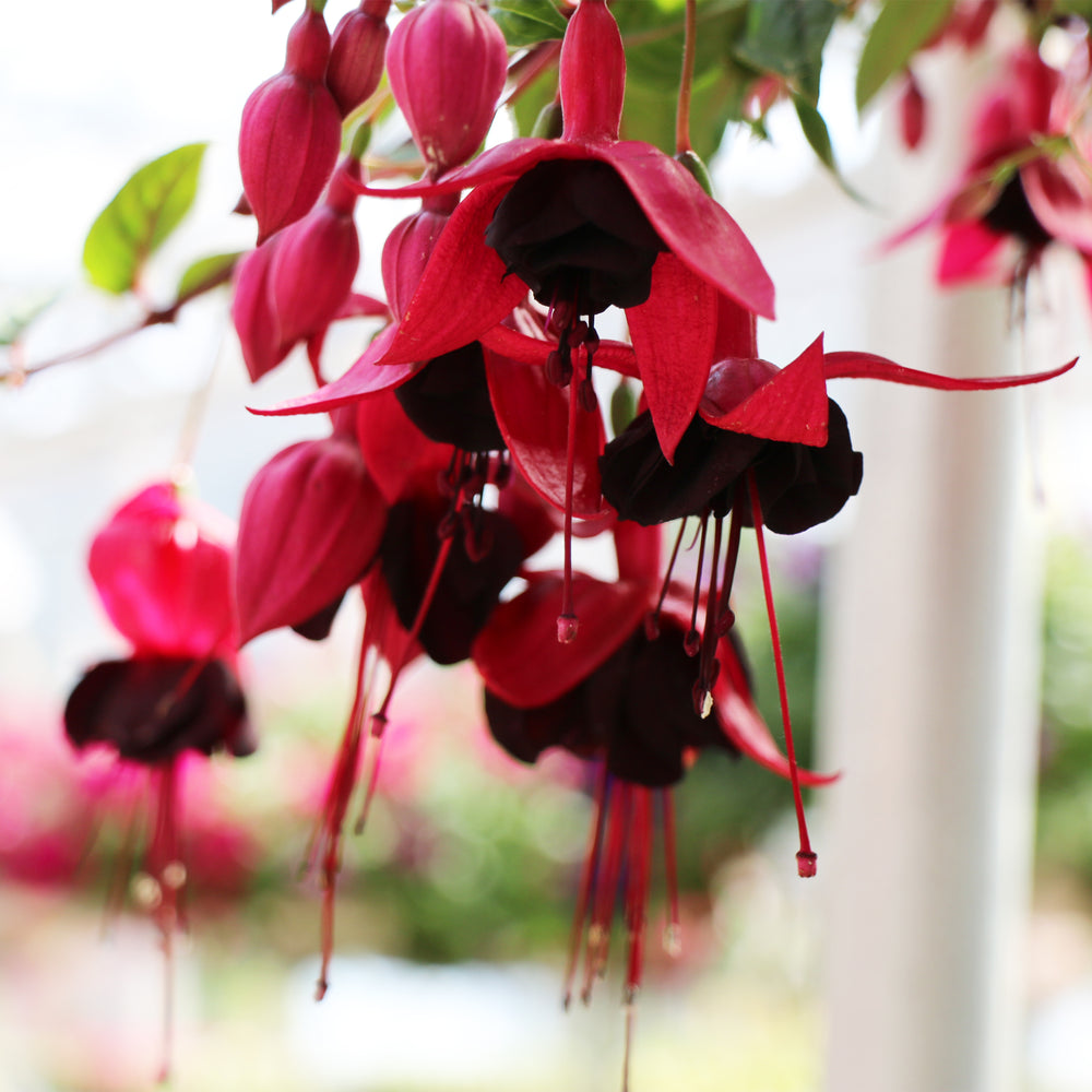 Fuchsia