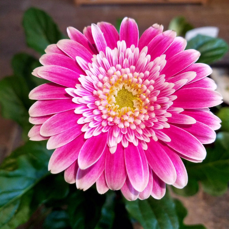 Gerber Daisy