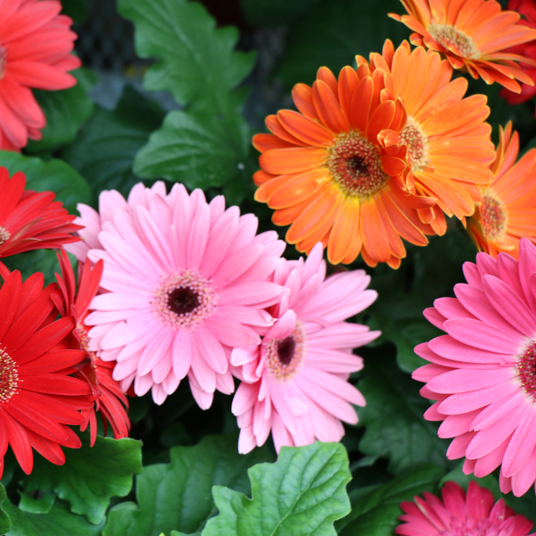 Gerber Daisy