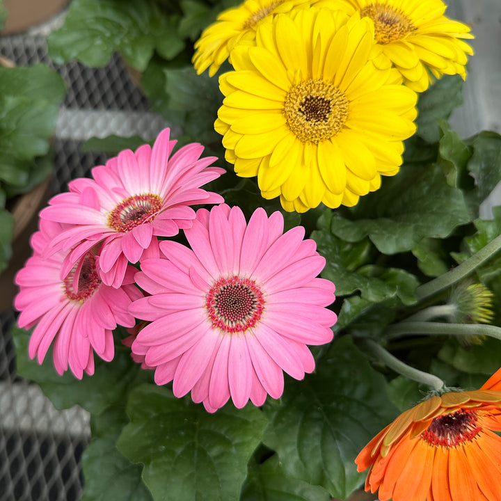 Gerber Daisy