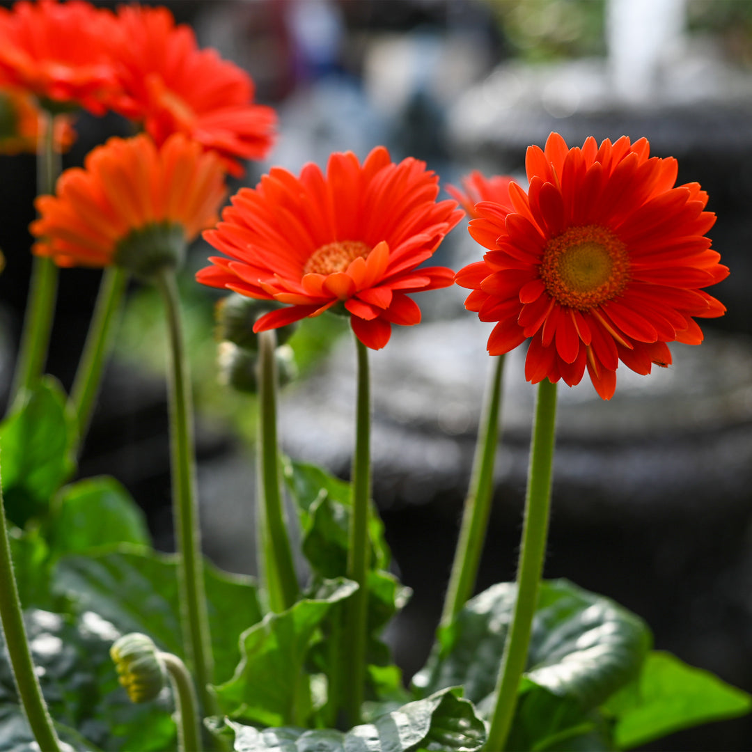 Gerber Daisy