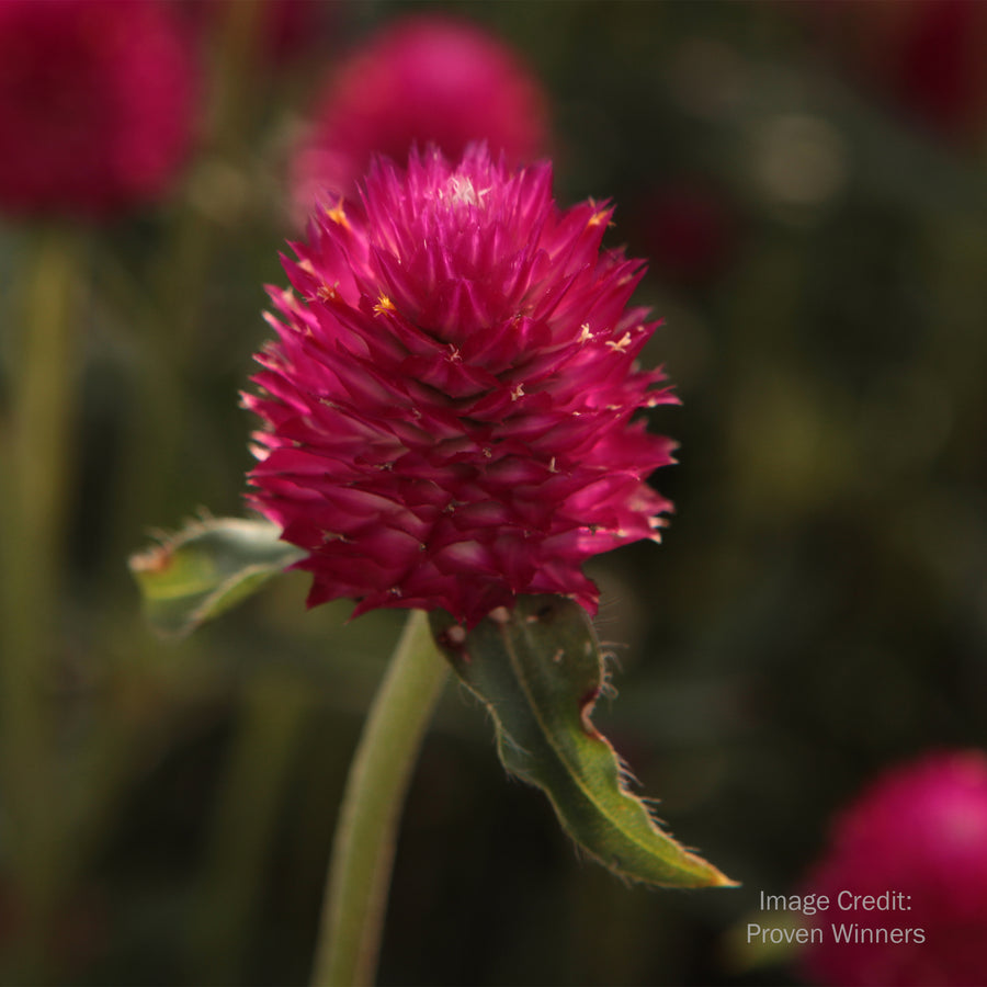 Globe Amaranth