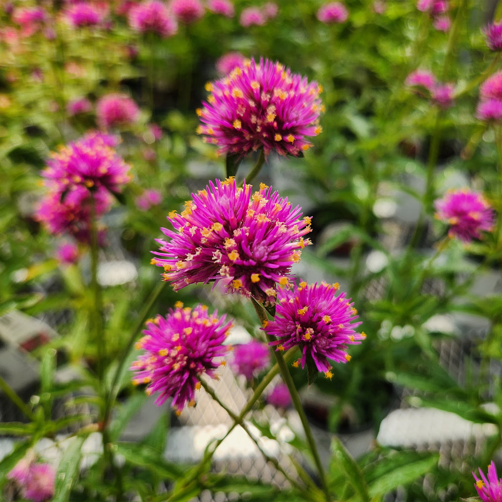 Globe Amaranth