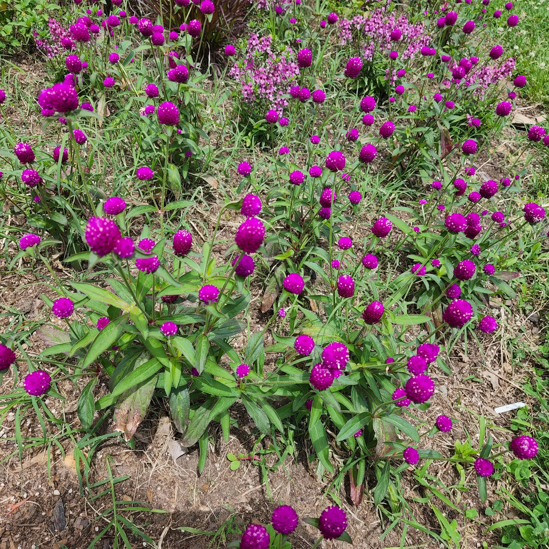 Globe Amaranth
