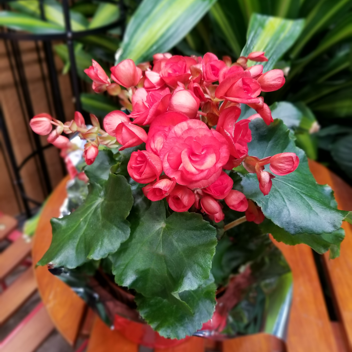 Valentine's Plants