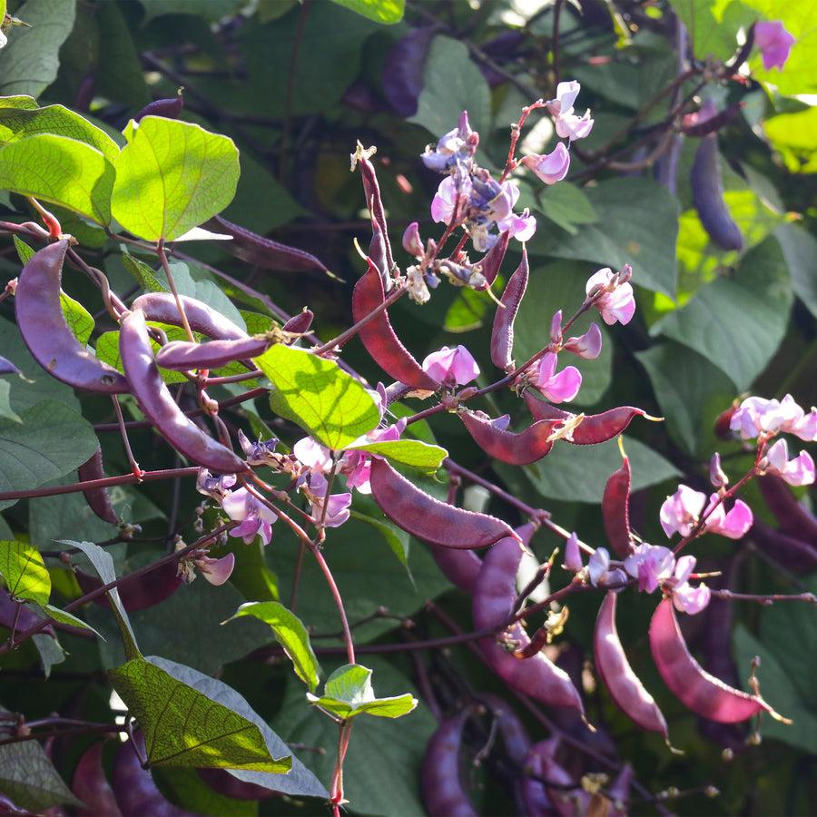 Hyacinth Bean Vine