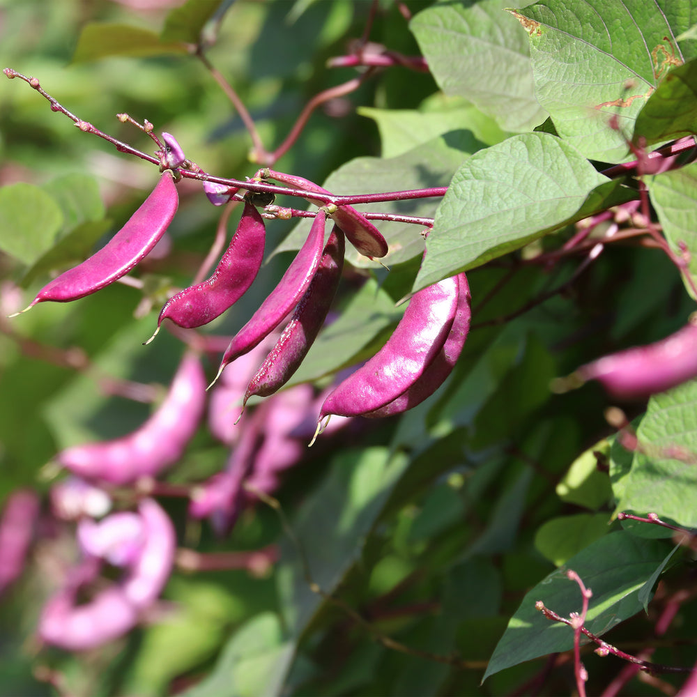 Hyacinth Bean Vine