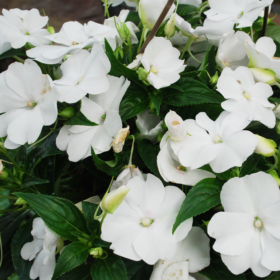 Impatiens
