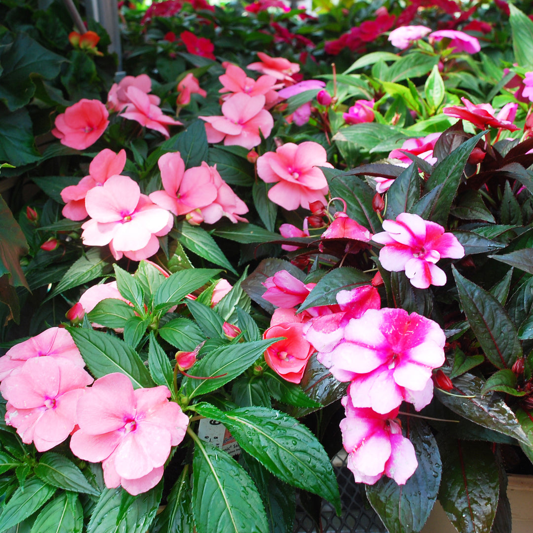 Impatiens