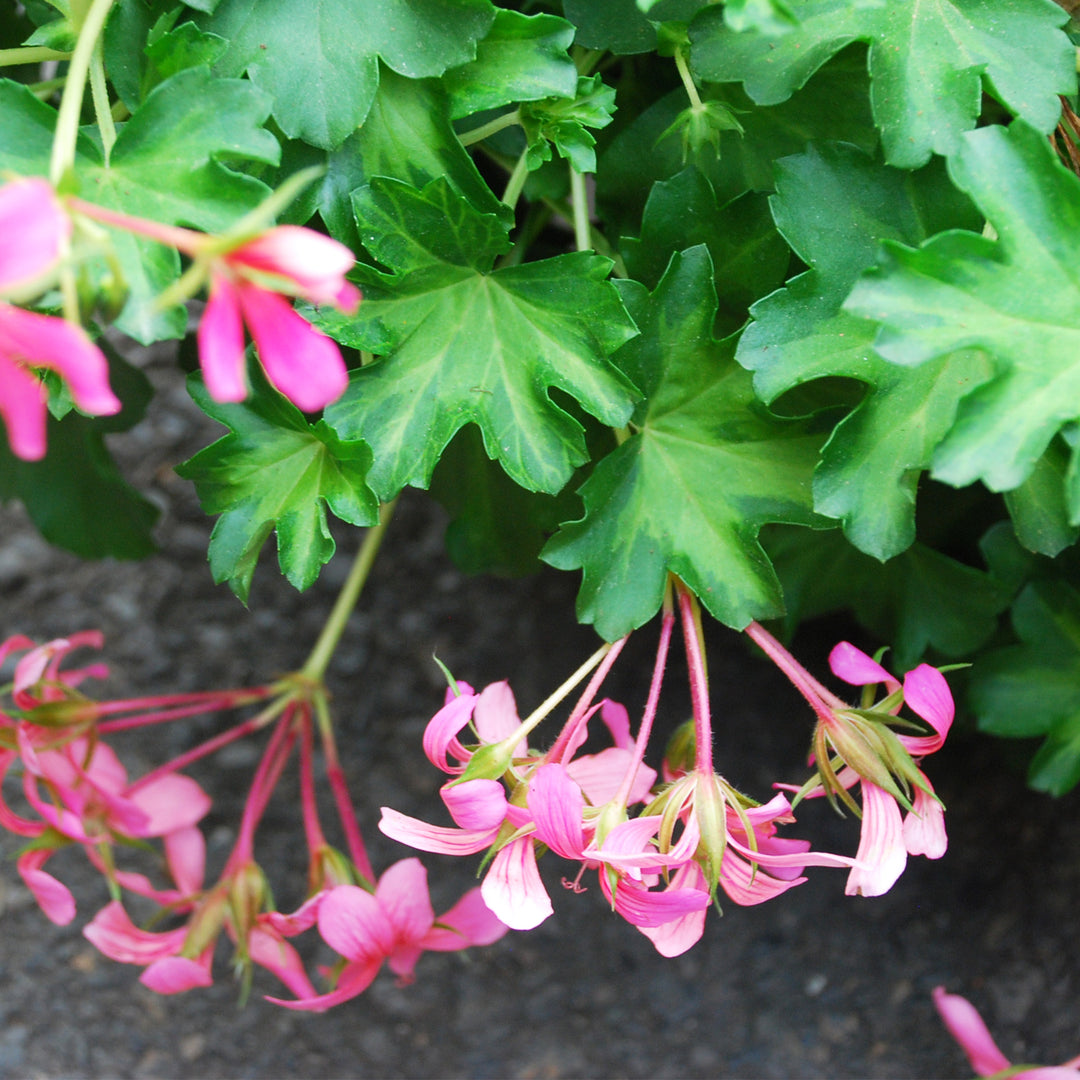 Ivy Geranium