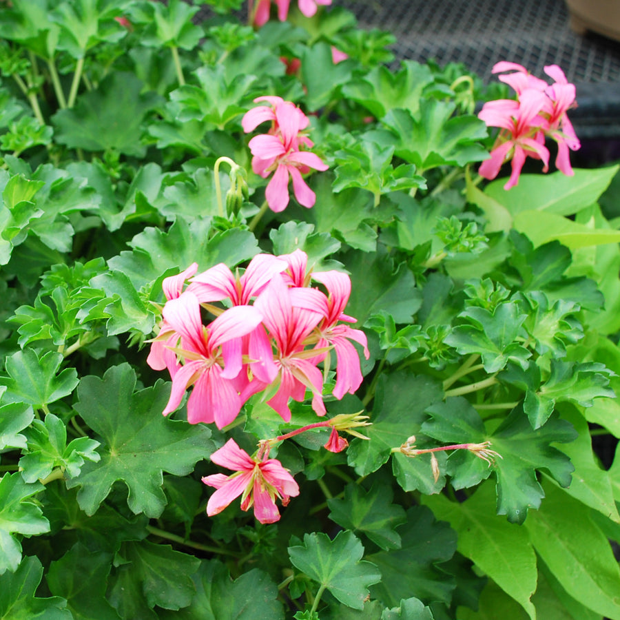 Ivy Geranium