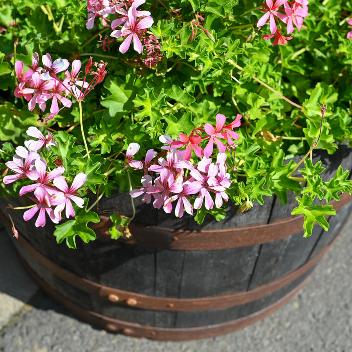 Ivy Geranium