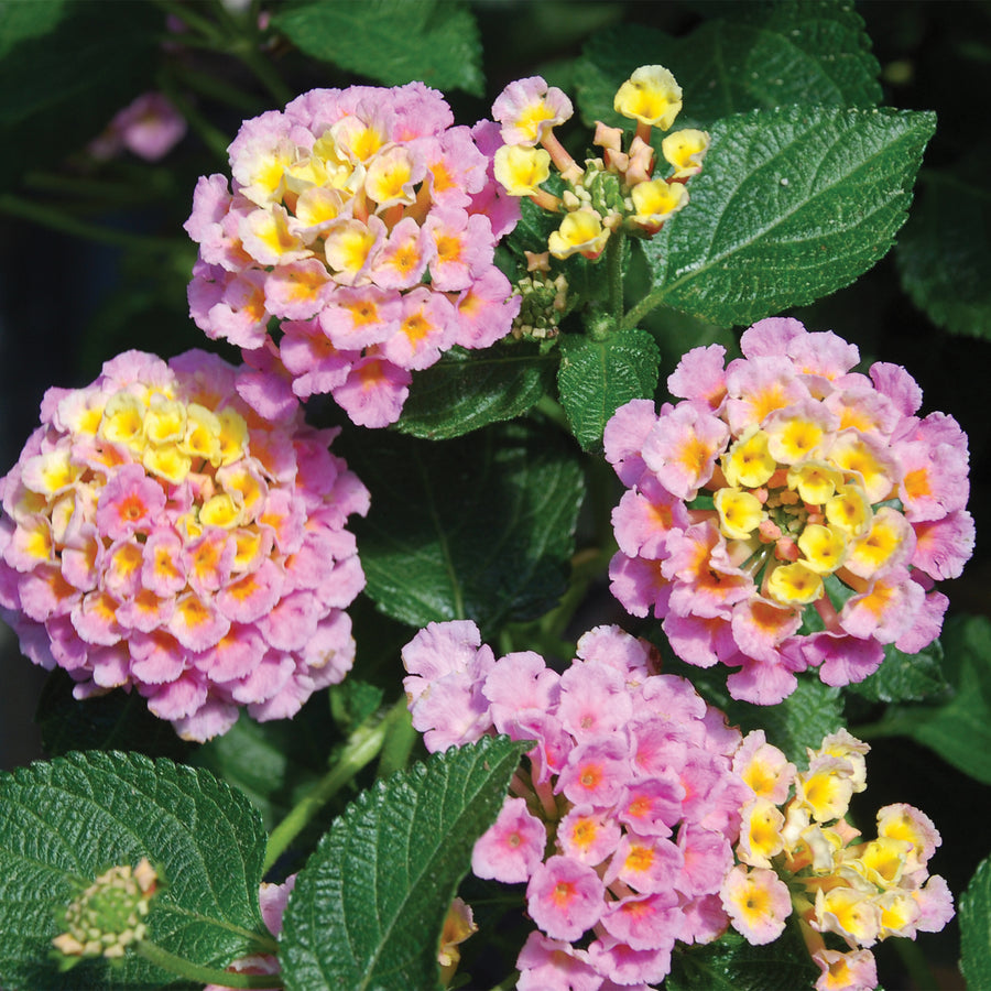 Lantana
