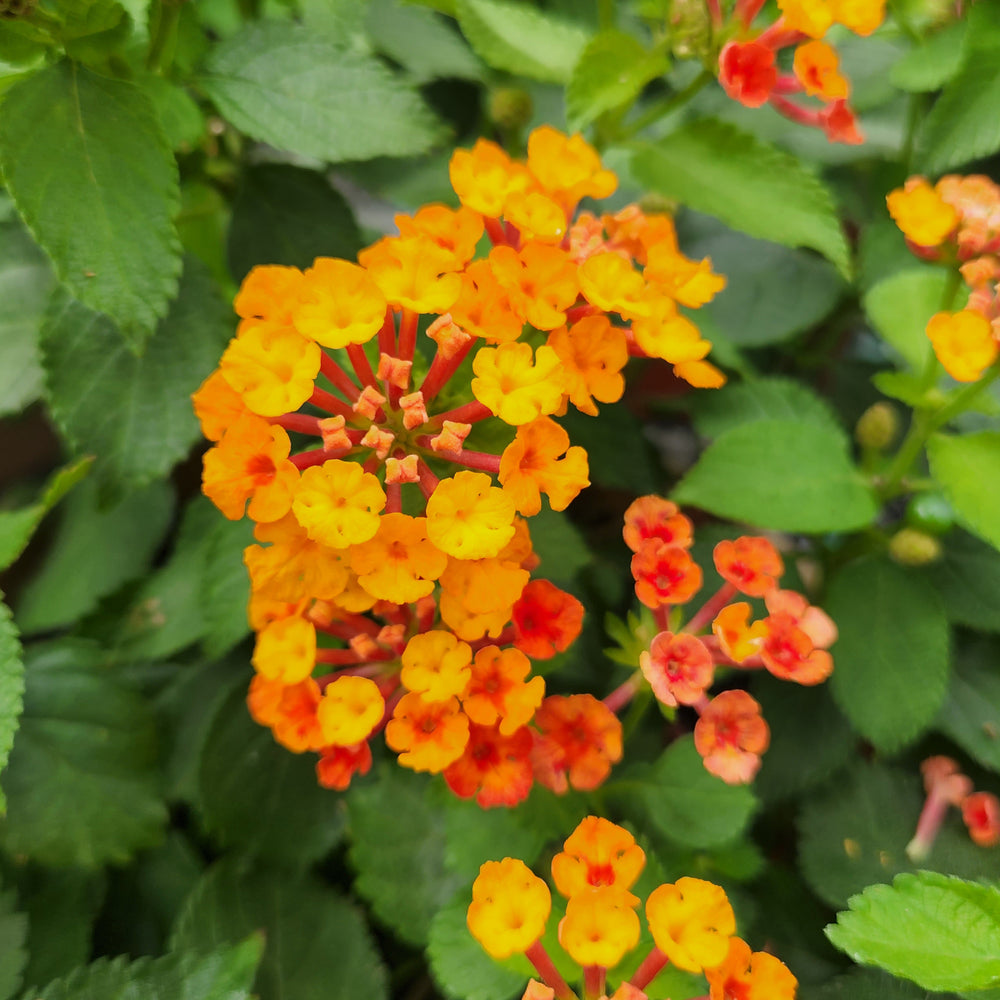 Lantana