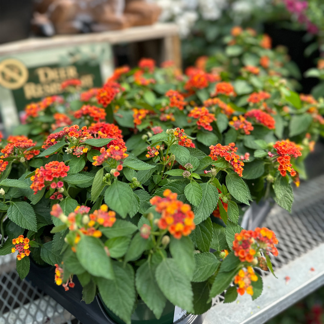 Lantana