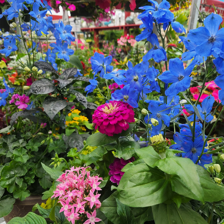 Delphinium