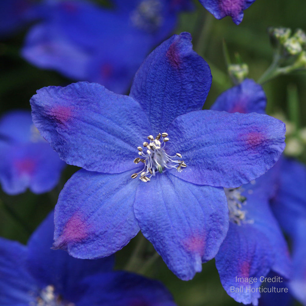 Delphinium