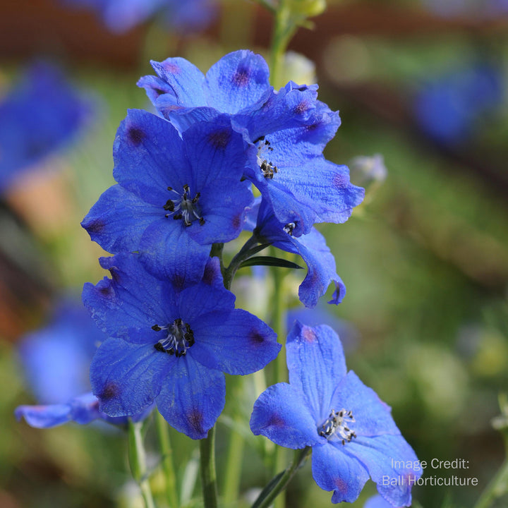 Delphinium