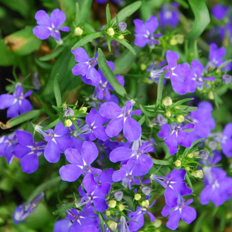 Lobelia