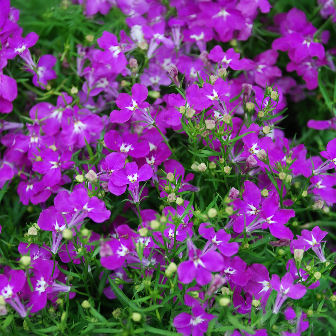 Lobelia