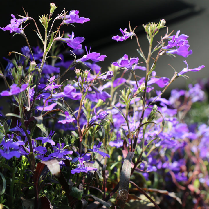 Lobelia