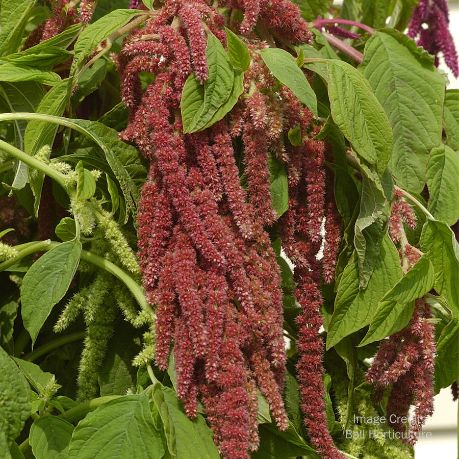 Love Lies Bleeding