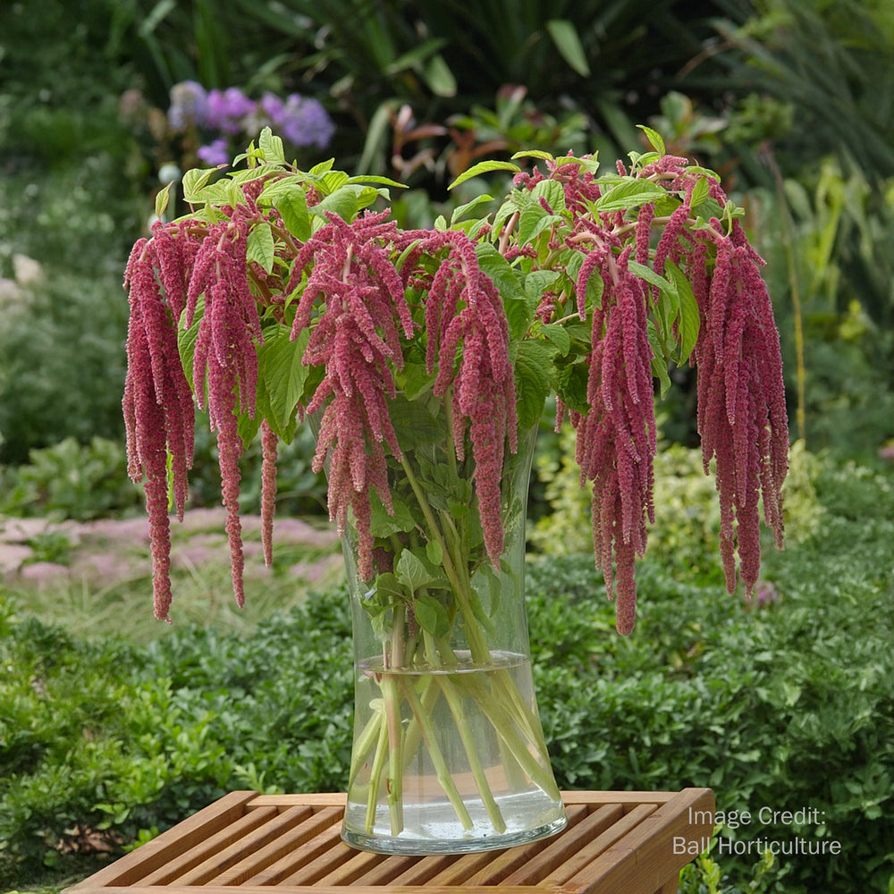 Love Lies Bleeding