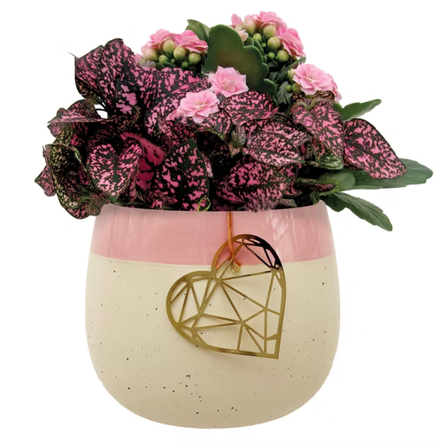 Valentine's Plants