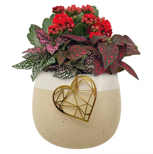 Valentine's Plants