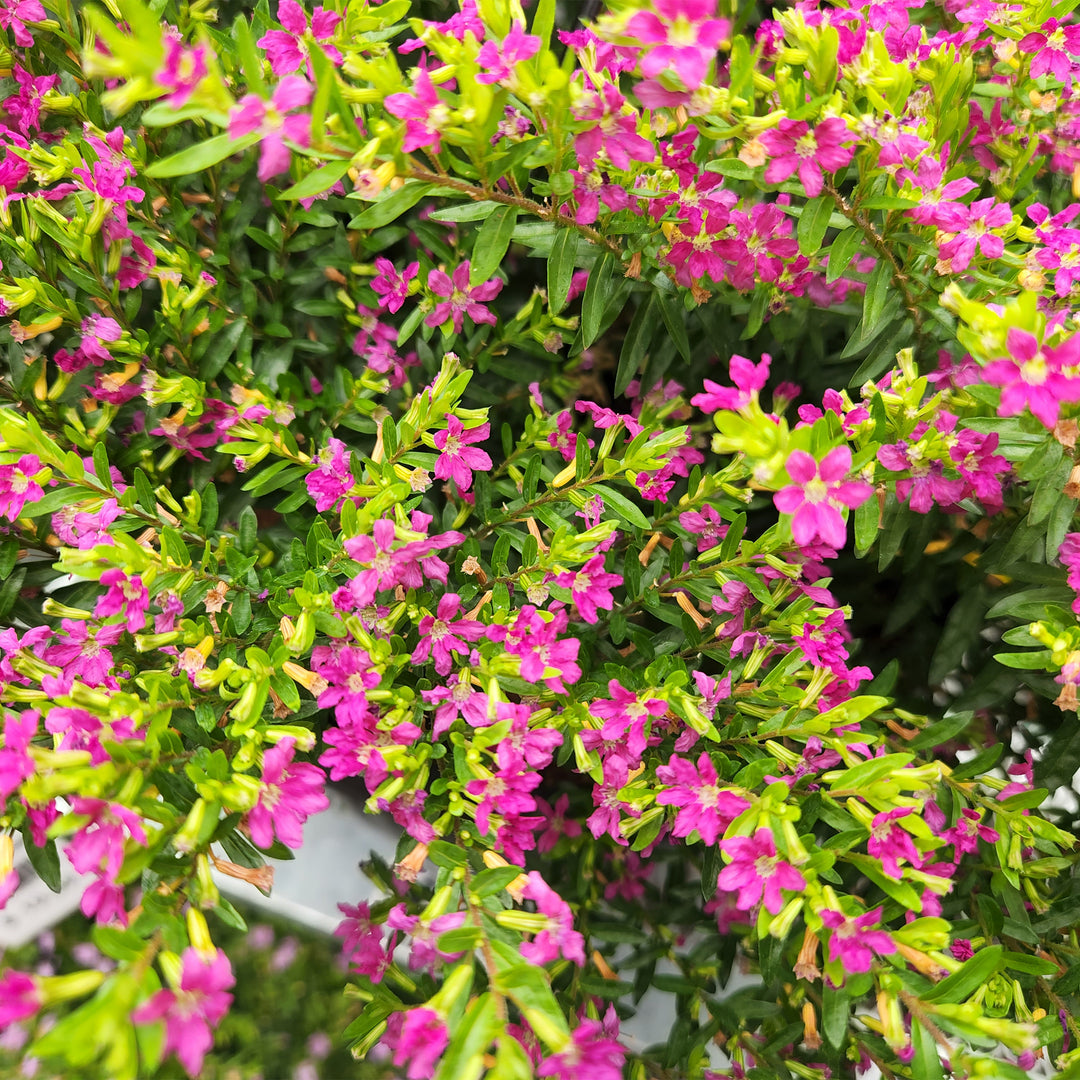 Mexican Heather
