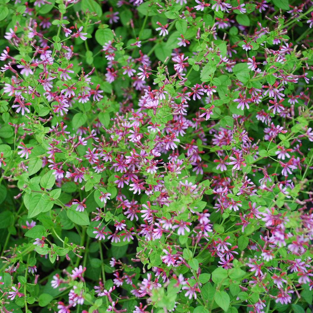 Mexican Heather