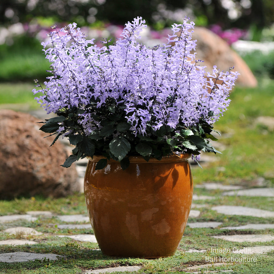 Spurflower