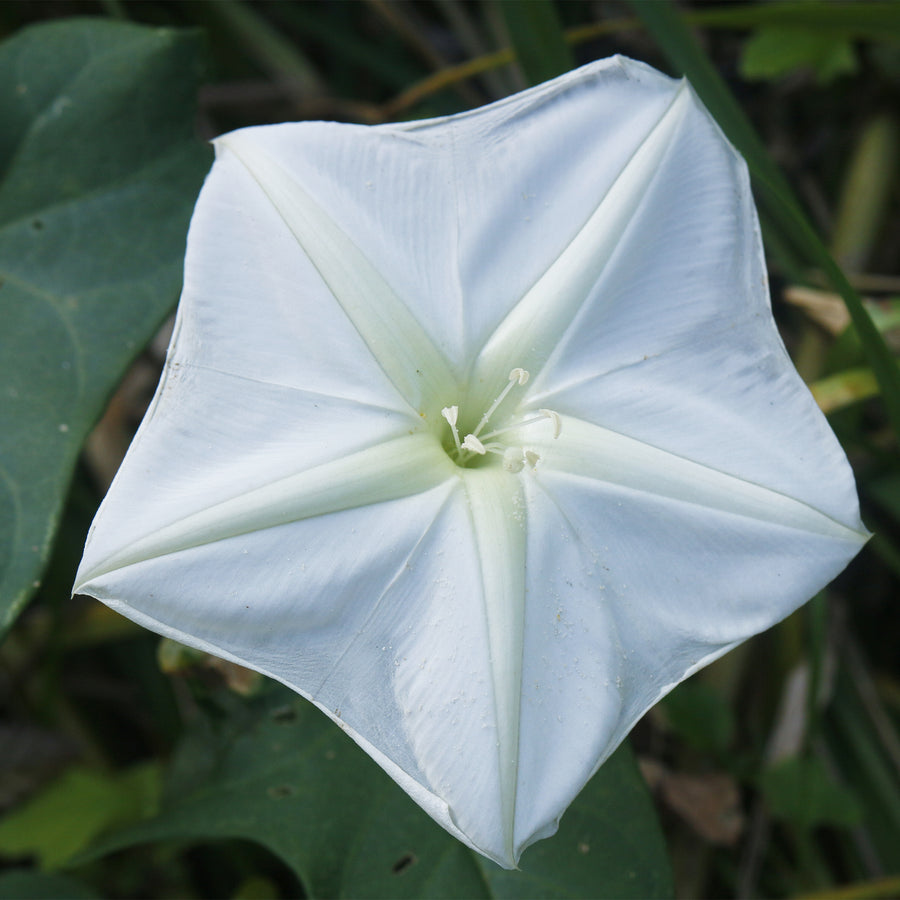 Moonflower Vine
