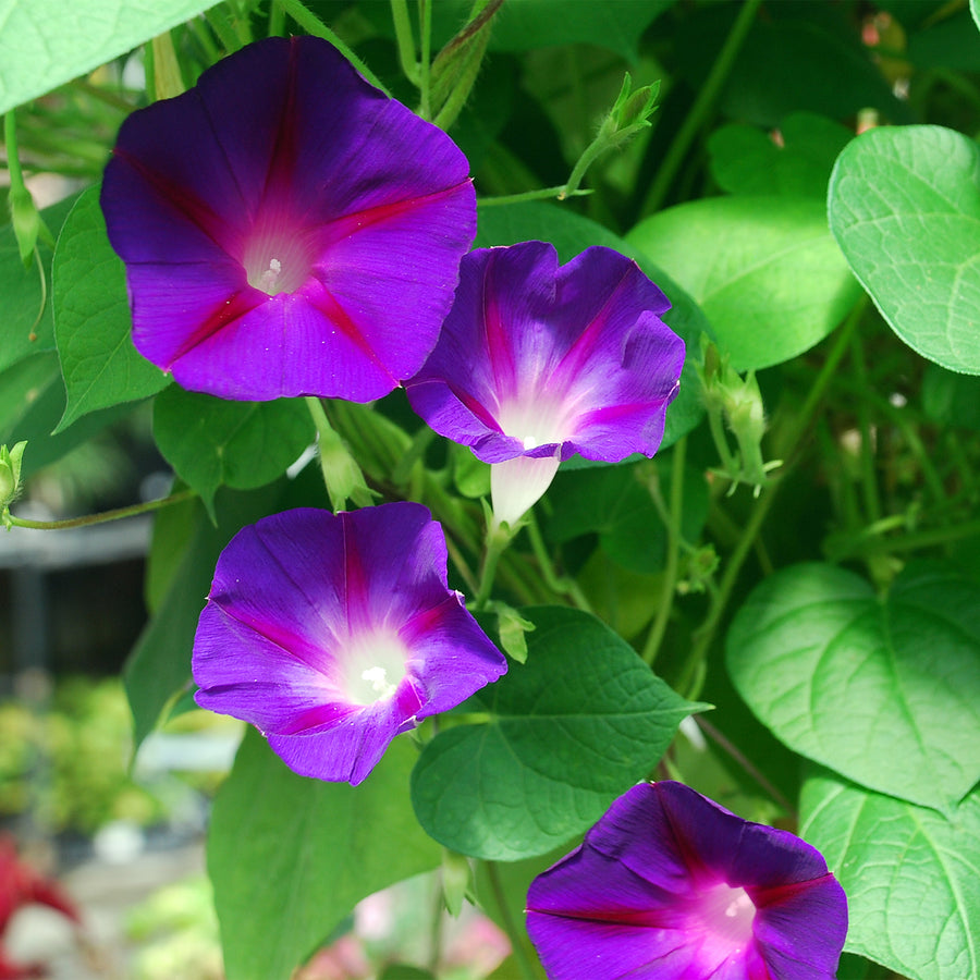 Morning Glory Vine