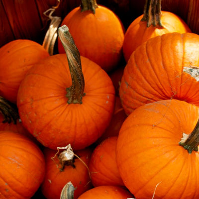 Pumpkins Galore